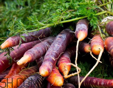 胡萝卜为什么是橙色,红色的胡萝卜和橙色的胡萝卜