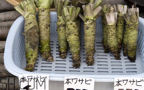 日本山葵是芥末吗,山葵是芥末吗