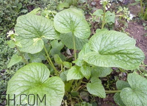 山葵和芥末的区别图片,芥末