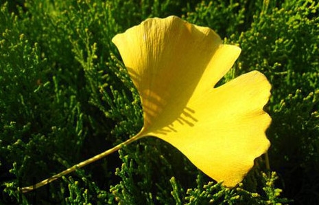 银杏叶可以降高血压吗,银杏树叶可以降血压吗?