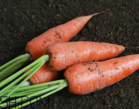 胡萝卜和青萝卜同时吃的危害,青萝卜和胡萝卜能同食吗