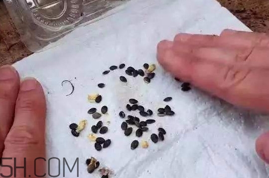 百香果籽能种吗,百香果的籽可以种出百香果吗