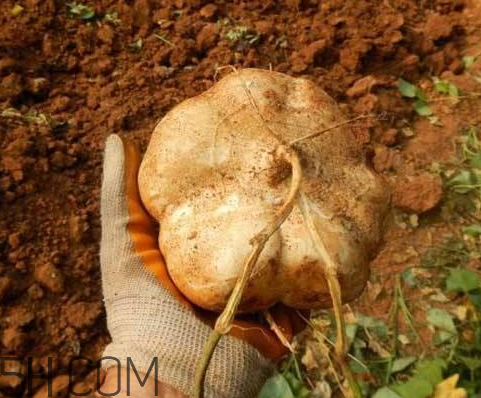 白地瓜可以炖排骨吗,地瓜可以和排骨一起炖白吗