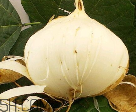 地瓜丸子用白面可以吗,地瓜怎么做丸子 地瓜丸子用白面可以吗,地瓜怎么做丸子