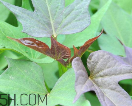 地瓜叶的吃法和做法,地瓜叶的吃法 地瓜叶的吃法和做法,地瓜叶的吃法