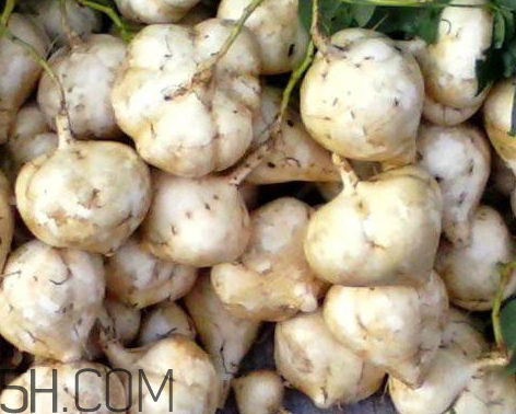 凉薯的生长环境,凉薯在北方可以生长吗 凉薯的生长环境,凉薯在北方可以生长吗