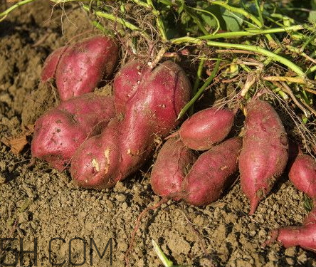 红薯切掉烂的还能吃吗,红薯烂掉了切掉之后还能不能吃