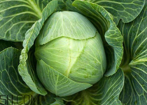 什么是卷心菜,卷心菜是什么样子 什么是卷心菜,卷心菜是什么样子
