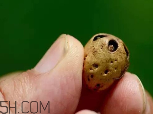 南酸枣果核有什么作用,南酸枣的核