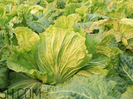 冬储大白菜什么时候上市,冬储大白菜什么时候买 冬储大白菜什么时候上市,冬储大白菜什么时候买