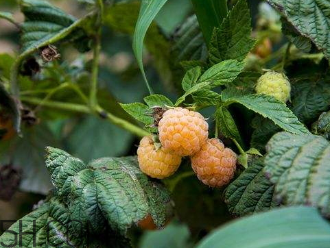 树莓什么品种好,树莓的种植条件