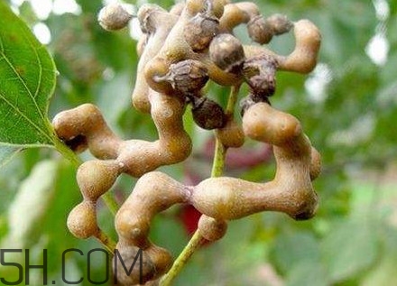 鸡爪梨种植方法,鸡爪梨什么时候成熟