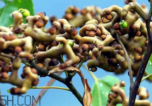 鸡爪梨孕妇能吃吗,鸡爪梨孕妇能吃吗 孕妇可以吃鸡爪梨吗