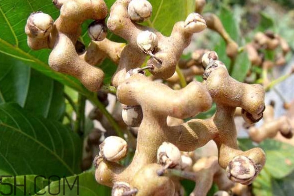 拐枣鸡爪梨泡酒有什么功效,鸡爪梨泡酒有什么功效?