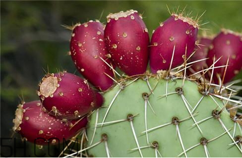 仙人掌果能直接吃吗,什么仙人掌果不可以吃