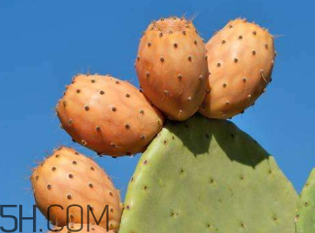 仙人掌果的特点,仙人掌果的特点和作用