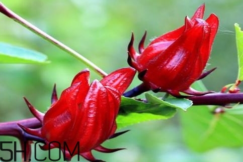 洛神花功效作用和效果,洛神花茶的功效和作用 洛神花功效作用和效果,洛神花茶的功效和作用