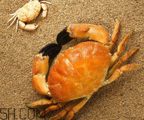 冬蟹怎么清洗,蟹怎样清洗 冬蟹怎么清洗,蟹怎样清洗