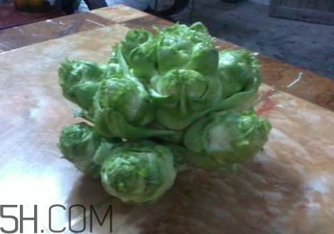 儿菜可不可以做泡菜,儿菜可以做泡菜吗 儿菜可不可以做泡菜,儿菜可以做泡菜吗