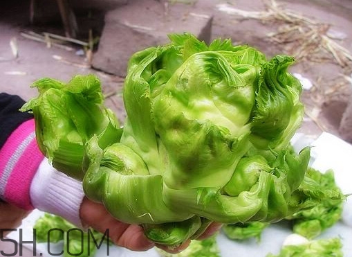 儿菜怎么腌制泡菜,儿菜怎么腌制好吃