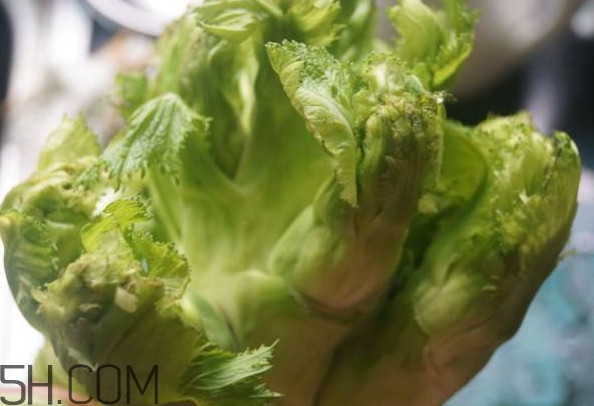 儿菜什么季节吃的?,儿菜是哪个季节的菜