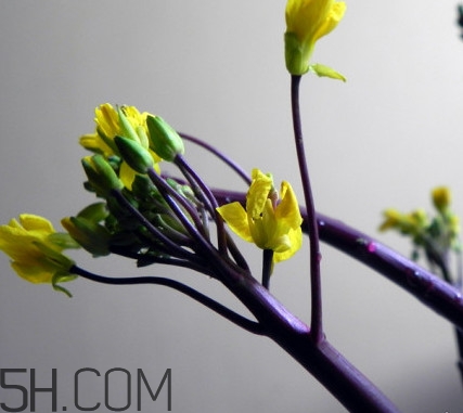 红菜苔采摘方法,红菜苔怎么摘菜