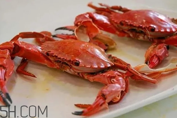 梭子蟹和海虹蟹的区别,海虹蟹和螃蟹的区别