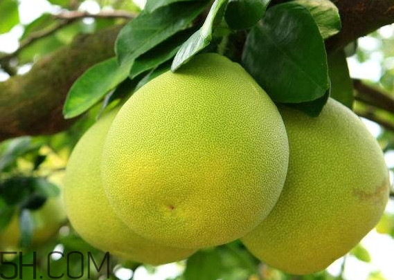 文旦适合种植区域,文旦种植技术