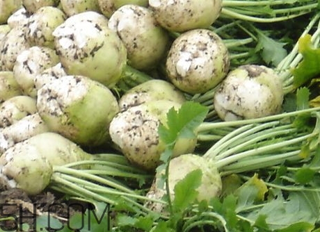 芥菜怎么做才好吃,芥菜根怎么做好吃