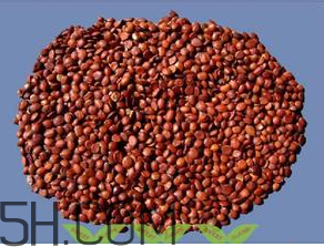 酸枣仁的功效和作用禁忌和副作用有哪些,酸枣仁的功效和作用的功能和主治 酸枣仁的功效和作用禁忌和副作用有哪些,酸枣仁的功效和作用的功能和主治