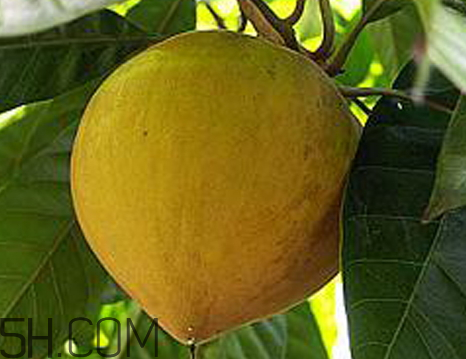 蛋黄果怎么保存时间长,蛋黄果怎样保存 蛋黄果怎么保存时间长,蛋黄果怎样保存