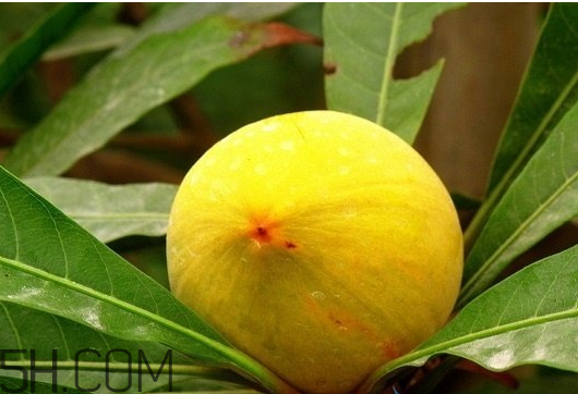 孕妇吃蛋黄果的好处,孕妇吃蛋黄果的功效和作用