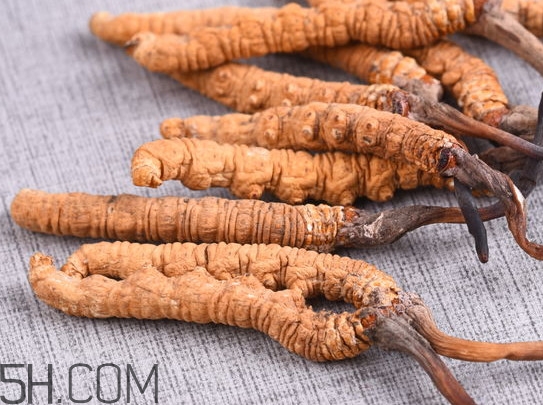 冬虫夏草有多少种类,冬虫夏草怎么选最好