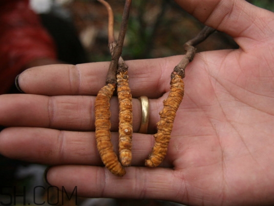 冬虫夏草可以保存多久,冬虫夏草怎样保存最好 冬虫夏草可以保存多久,冬虫夏草怎样保存最好