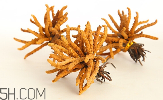 冬虫夏草什么样的人不适合吃,冬虫夏草怎么吃有营养 冬虫夏草什么样的人不适合吃,冬虫夏草怎么吃有营养