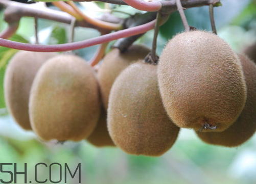 海沃德猕猴桃好吃吗,海沃德猕猴桃口感怎么样