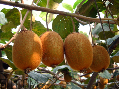 海沃德猕猴桃产地哪里,陕西海沃德猕猴桃什么时候成熟