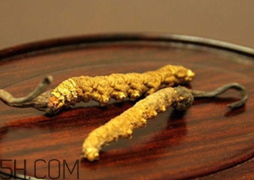 冬虫夏草怎么炖最好,冬虫夏草怎么炖汤