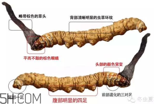 冬虫夏草如何挑选和鉴别,冬虫夏草怎么选最好