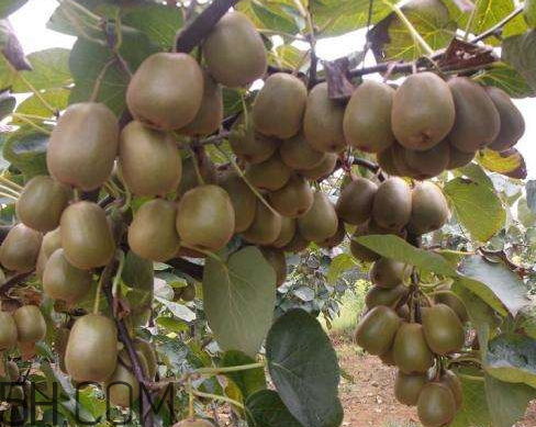 红心猕猴桃什么时候采摘,红阳猕猴桃什么时间成熟