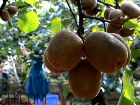 江山徐香猕猴桃多少钱一斤,陕西徐香猕猴桃多少钱一斤