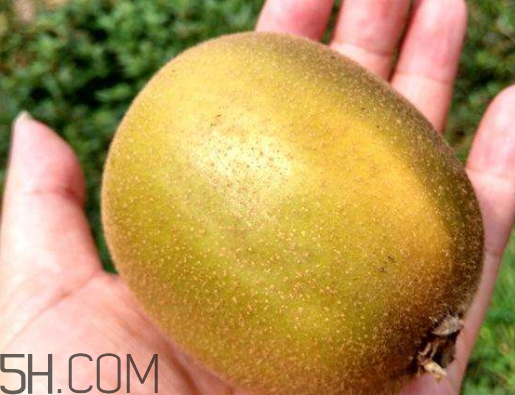 红心猕猴桃的皮可以吃吗,小猕猴桃带皮吃行吗