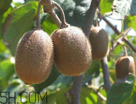 红心猕猴桃营养成分,红心猕猴桃有什么营养