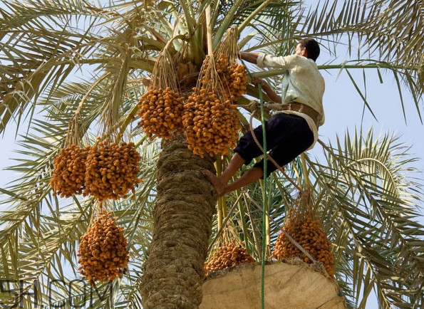 椰枣有几种品种,椰枣有几种颜色