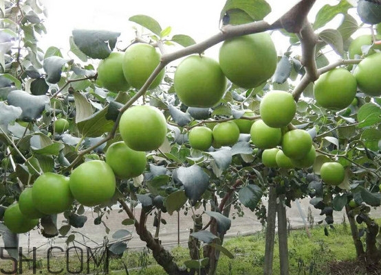 青枣的种植管理技术,青枣怎么种植