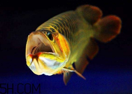 金龙鱼什么品种最好,金龙鱼有几个品种等级