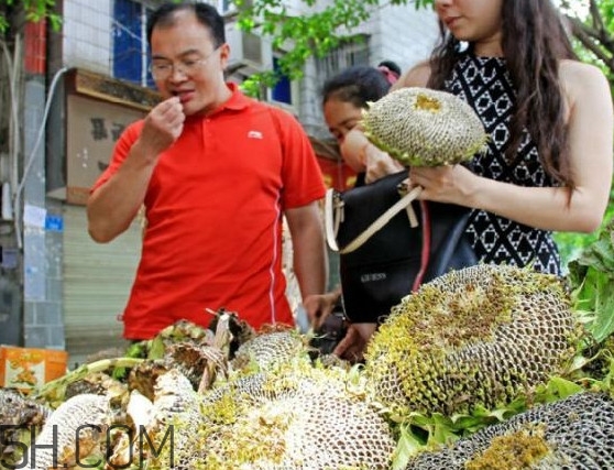 葵花籽什么时候成熟什么时候下来,葵花籽什么时候成熟采摘