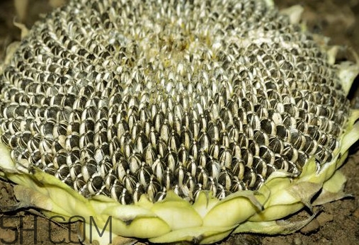 葵花籽怎么脱粒,葵花籽脱粒神器