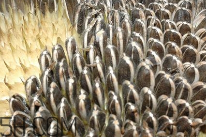 葵花籽和瓜子的区别,葵花籽和瓜子有啥区别