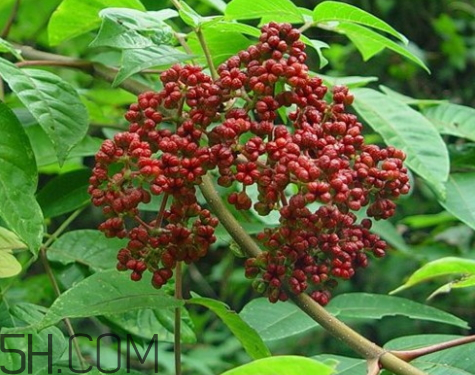 吴茱萸什么时候采摘最合适,吴茱萸什么时候采摘种子 吴茱萸什么时候采摘最合适,吴茱萸什么时候采摘种子